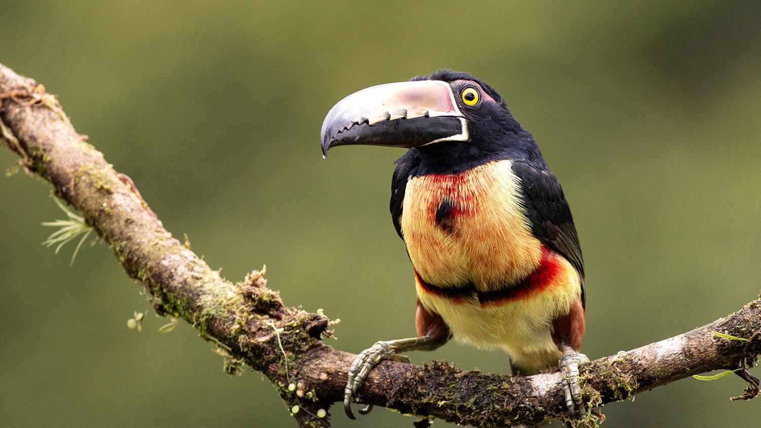 Collared Aracari